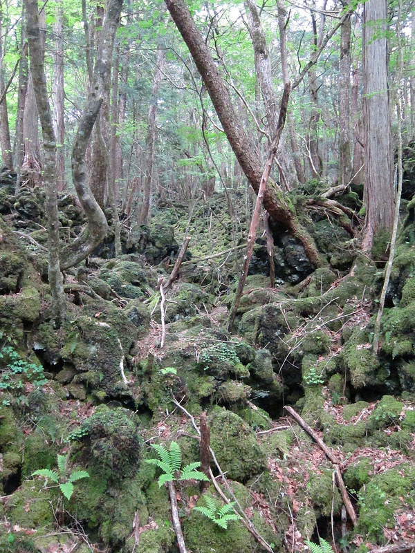 aokigahara forest bodies