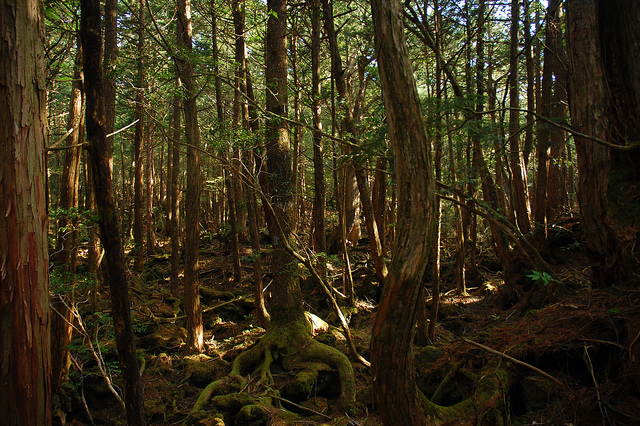 Aokigahara A Floresta Aokigahara Tombouctou