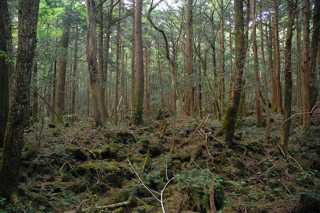 Aokigahara trees