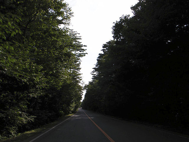 Aokigahara forest, the road